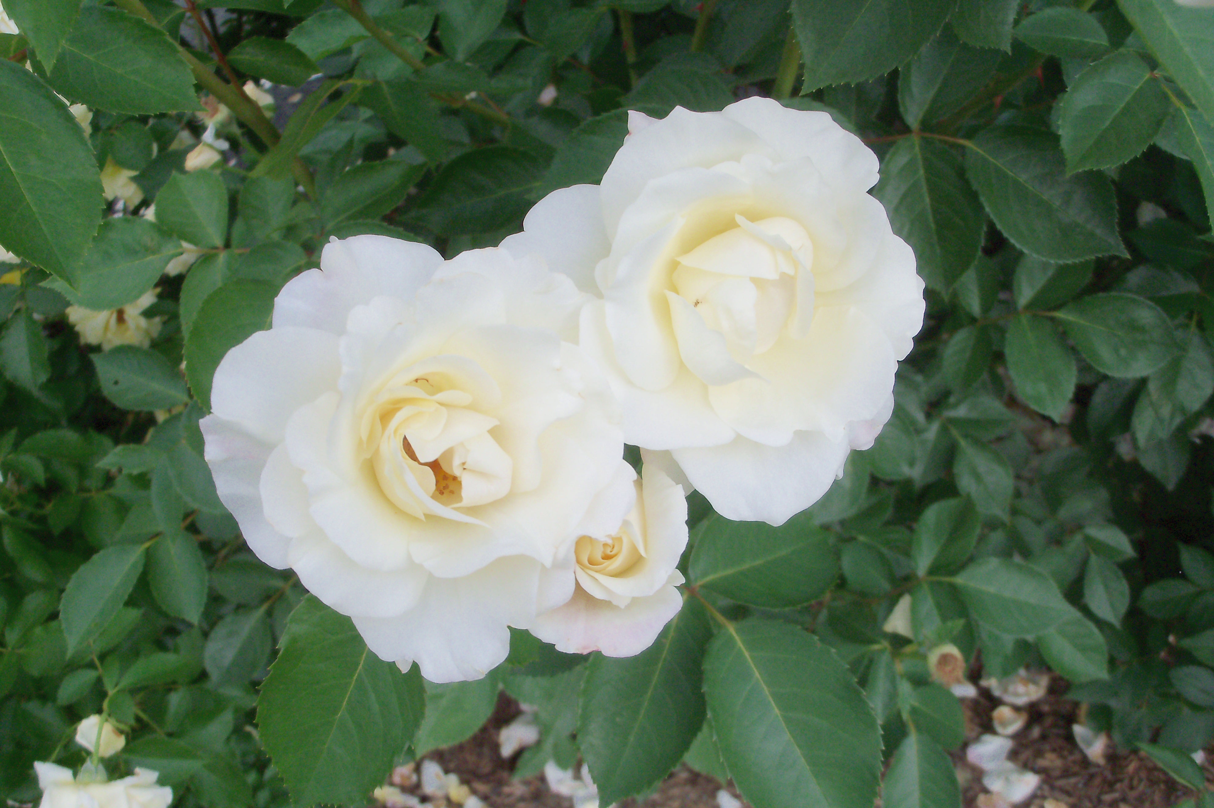 roses (670) | Roses